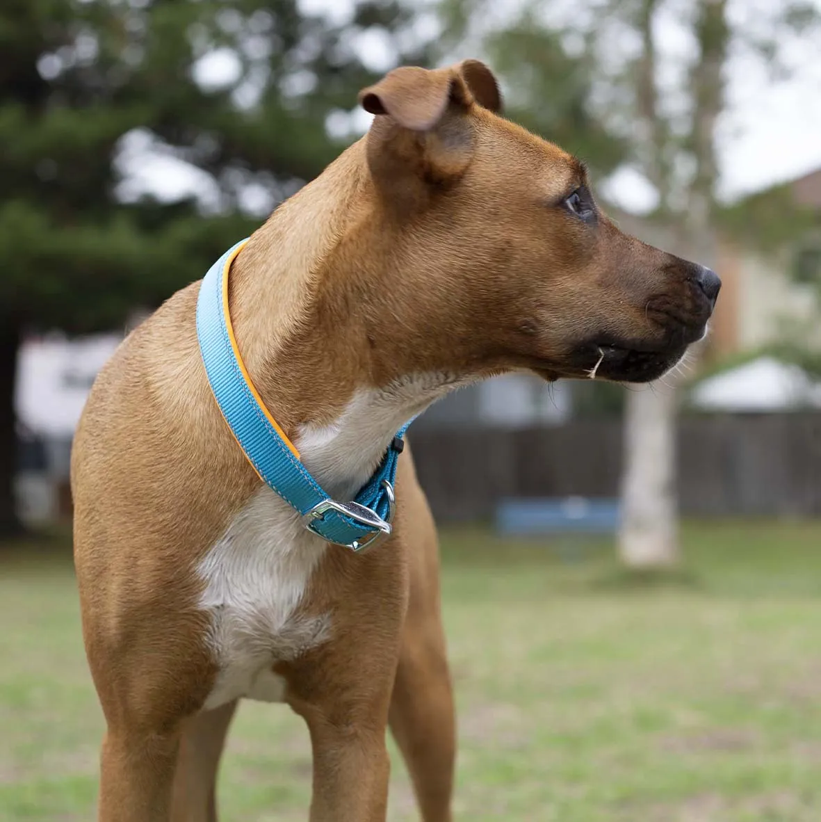 Active Dog Collar - Ocean Sunrise